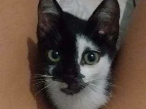 Gato ra a SRD idade Abaixo de 2 meses nome Pandora