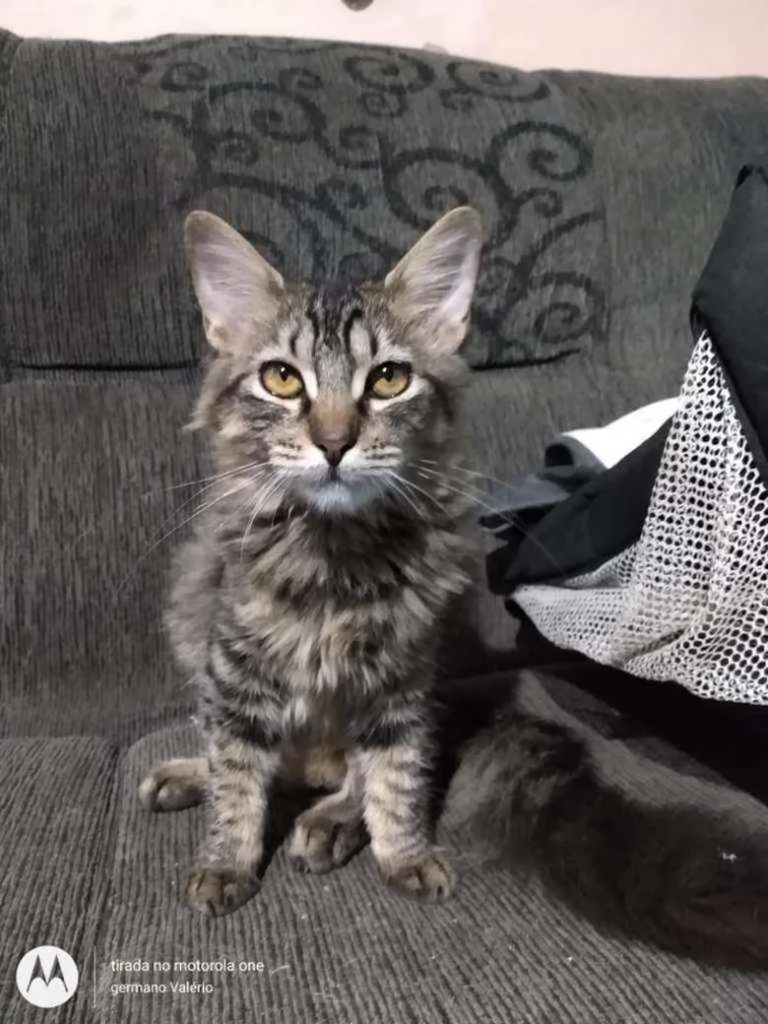 Gato ra a SRD idade 2 a 6 meses nome Rhana