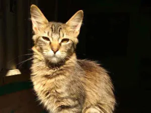 Gato raça SRD idade 2 a 6 meses nome Rhana