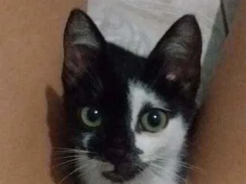 Gato ra a SRD idade Abaixo de 2 meses nome Pandora