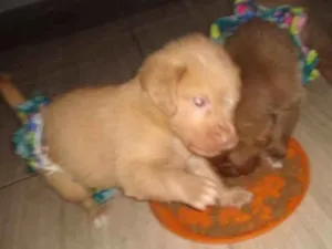 Cachorro raça Desconhecido  idade Abaixo de 2 meses nome Penélope e Pandora 
