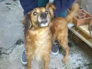 Cachorro raça SRD idade 6 ou mais anos nome Nick