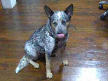Cachorro ra a BLUE Heller idade 3 anos nome Farofa