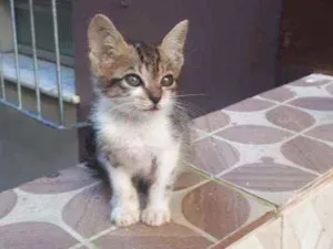 Gato raça Sem raça definida  idade Abaixo de 2 meses nome Fofinho 