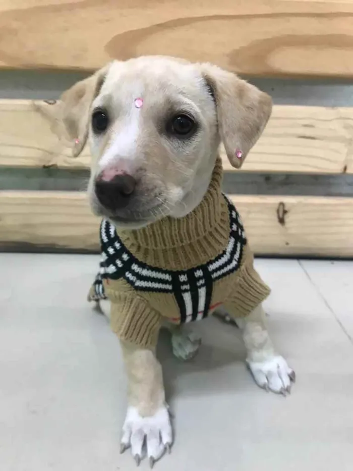 Cachorro ra a SRD (Mestiça Labrador) idade Abaixo de 2 meses nome MELINA