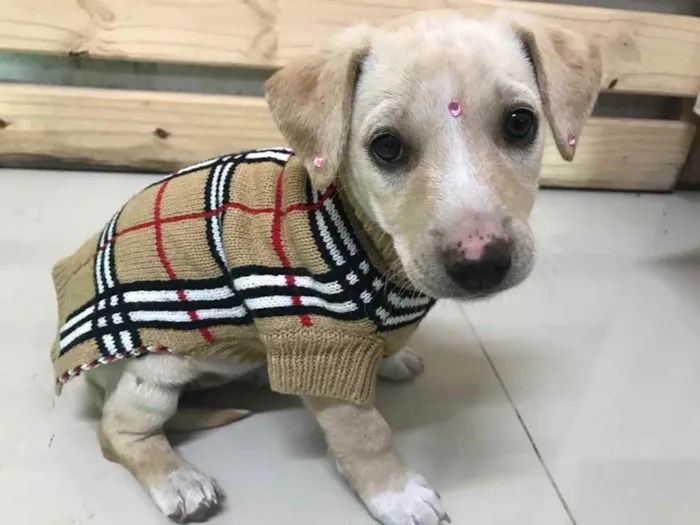 Cachorro ra a SRD (Mestiça Labrador) idade Abaixo de 2 meses nome MELINA