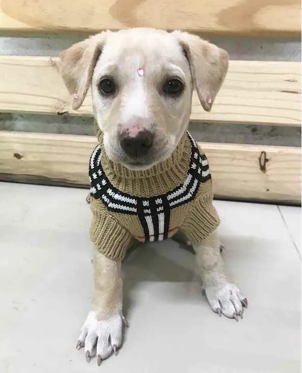 Cachorro ra a SRD (Mestiça Labrador) idade Abaixo de 2 meses nome MELINA