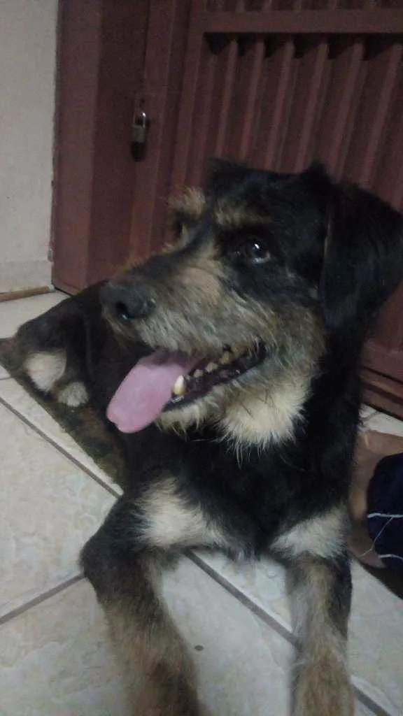 Cachorro ra a Srd idade 2 anos nome Sem nome