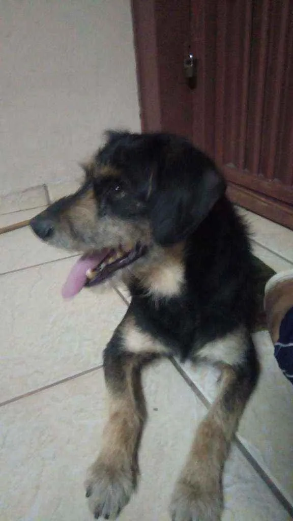 Cachorro ra a Srd idade 2 anos nome Sem nome