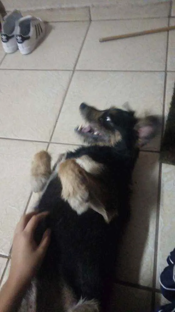 Cachorro ra a Srd idade 2 anos nome Sem nome