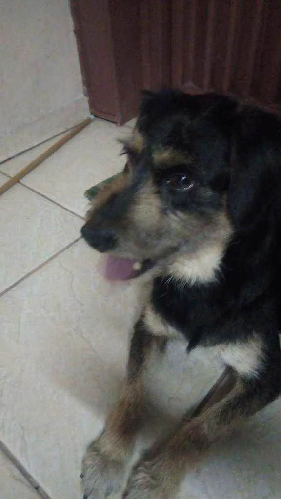 Cachorro ra a Srd idade 2 anos nome Sem nome