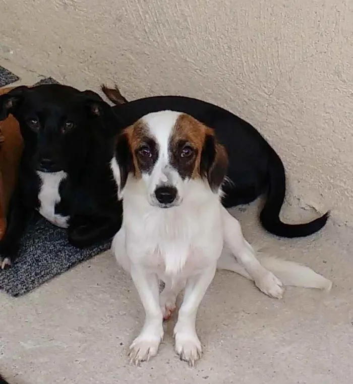 Cachorro raça Misturado com bassê idade 3 anos nome Bethouver e Pandora
