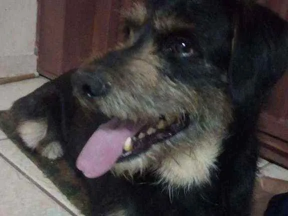 Cachorro ra a Srd idade 2 anos nome Sem nome