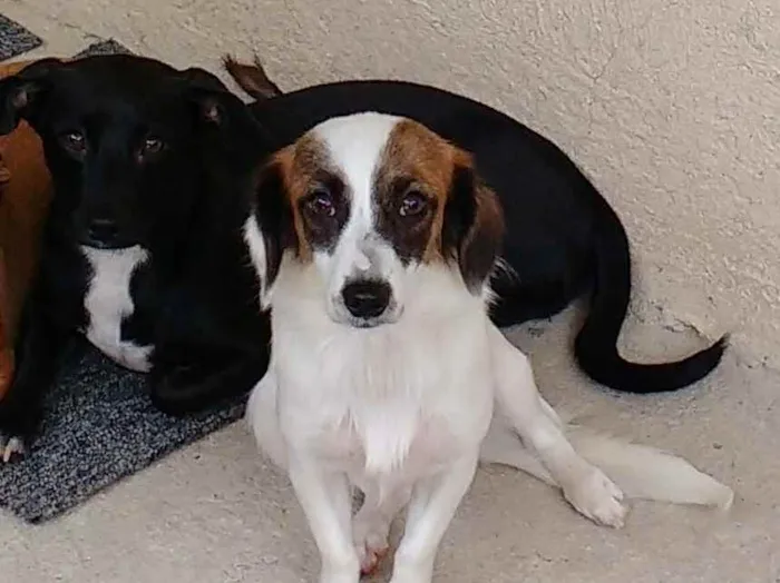 Cachorro raça Misturado com bassê idade 3 anos nome Bethouver e Pandora