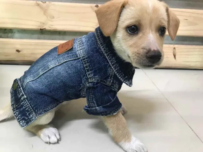 Cachorro ra a SRD ( Mestiça de Labrador)  idade Abaixo de 2 meses nome SOL
