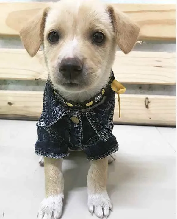 Cachorro ra a SRD ( Mestiça de Labrador)  idade Abaixo de 2 meses nome SOL