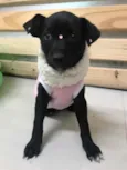 LUA