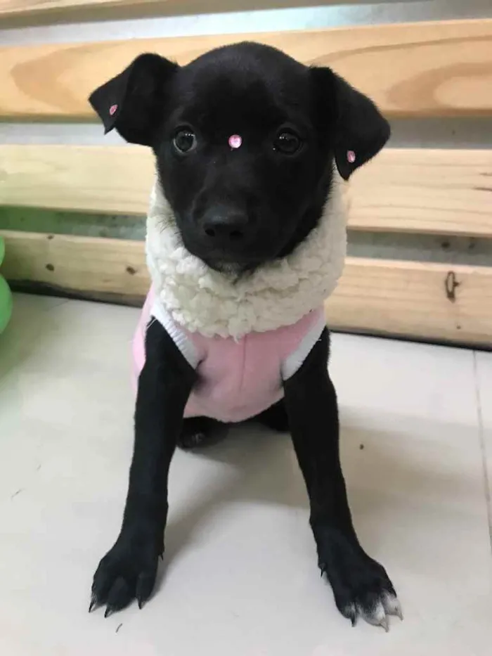 Cachorro ra a Sem raça definida idade  nome LUA