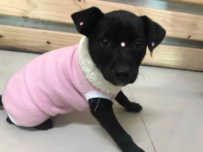 Cachorro ra a Sem raça definida idade  nome LUA