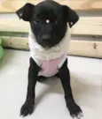 LUA