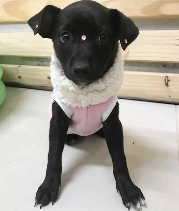 Cachorro ra a Sem raça definida idade  nome LUA