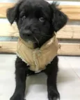 SIMBA 