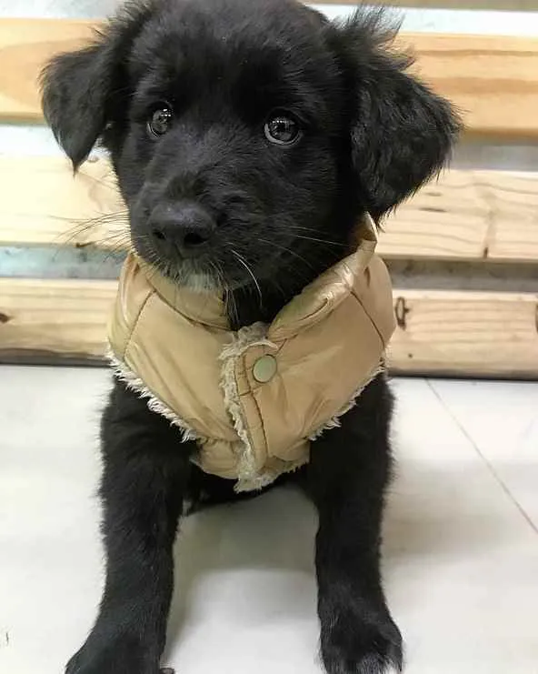 Cachorro ra a SEM RAÇA DEFINIDA  idade Abaixo de 2 meses nome SIMBA 
