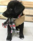 SIMBA 