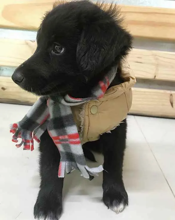 Cachorro ra a SEM RAÇA DEFINIDA  idade Abaixo de 2 meses nome SIMBA 