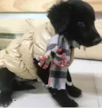 SIMBA 