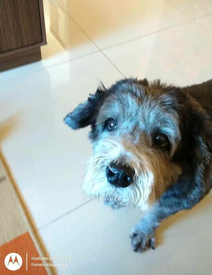 Cachorro raça  idade 3 anos nome Vitória 