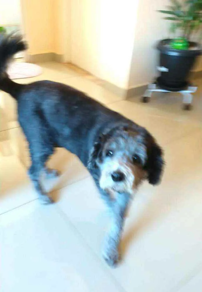 Cachorro raça  idade 3 anos nome Vitória 