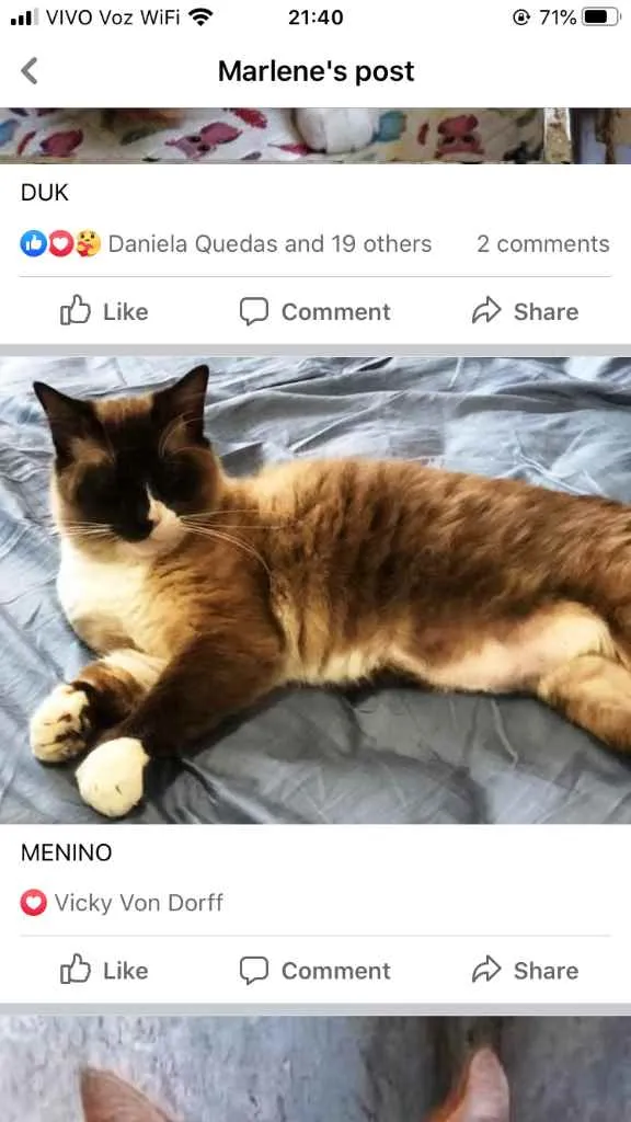 Gato ra a Sialata idade 1 ano nome Adoção urgente 