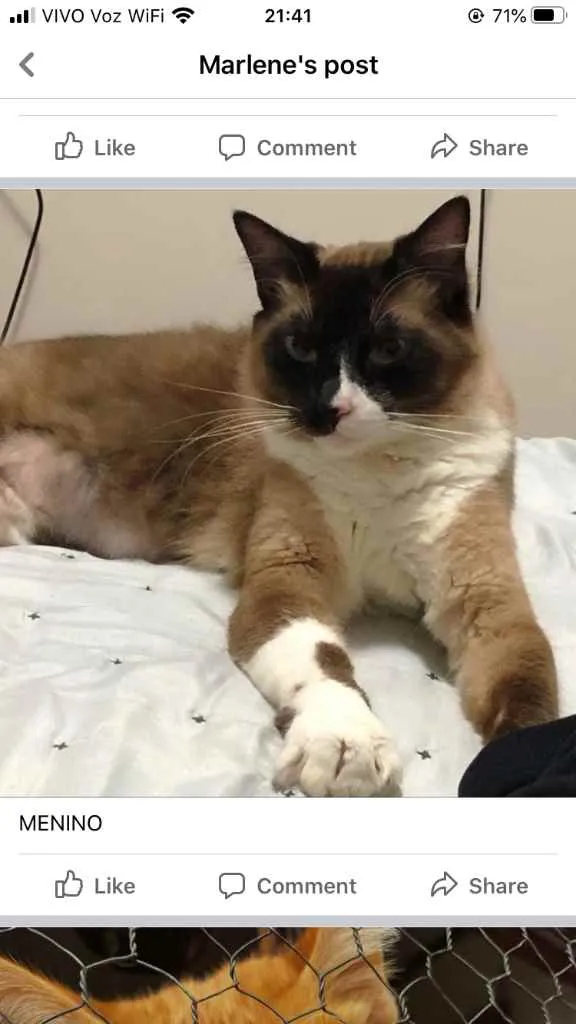 Gato ra a Sialata idade 1 ano nome Adoção urgente 