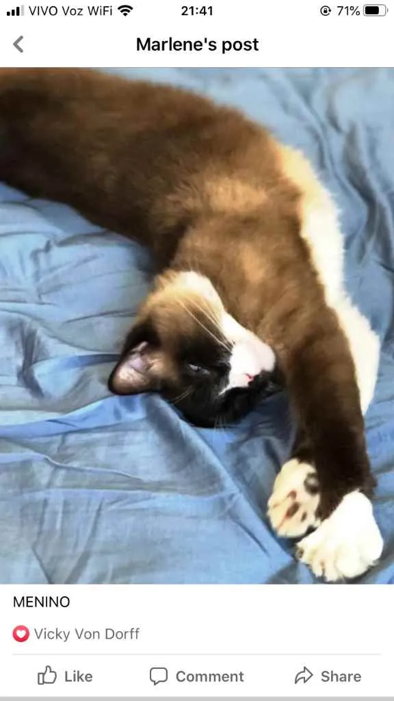Gato ra a Sialata idade 1 ano nome Adoção urgente 