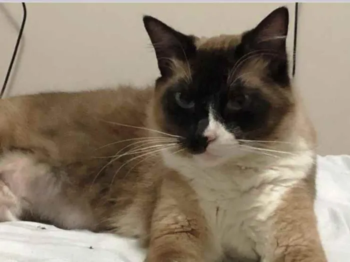 Gato ra a Sialata idade 1 ano nome Adoção urgente 