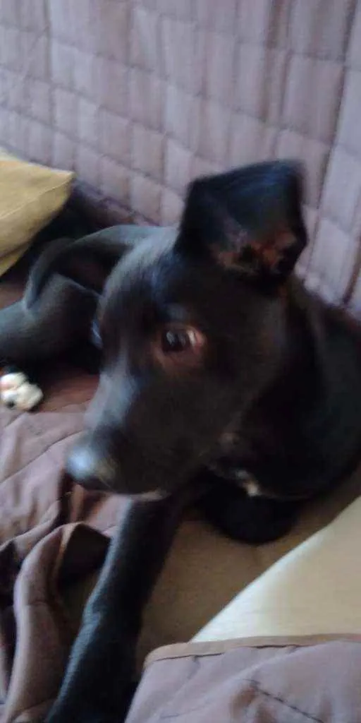 Cachorro ra a  idade 2 a 6 meses nome (indefinido)