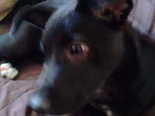 Cachorro ra a  idade 2 a 6 meses nome (indefinido)