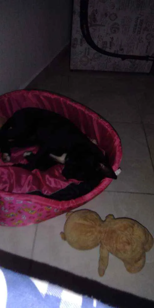 Cachorro ra a  idade 2 a 6 meses nome (indefinido)
