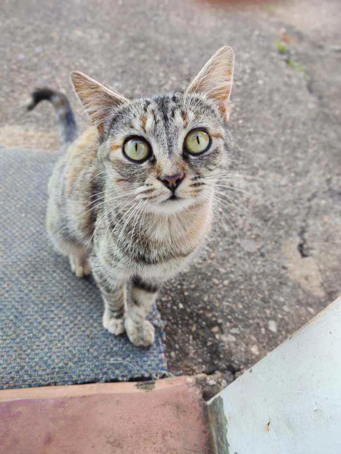 Gato ra a Sem raça idade 2 anos nome Tigrinha