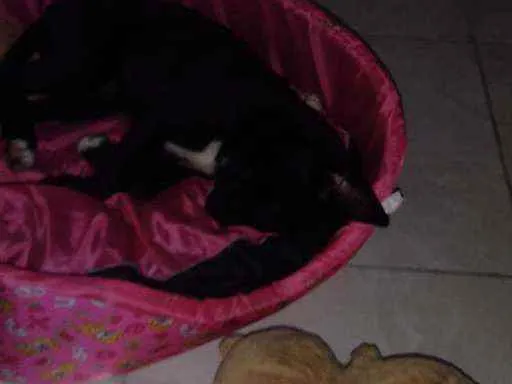 Cachorro ra a  idade 2 a 6 meses nome (indefinido)