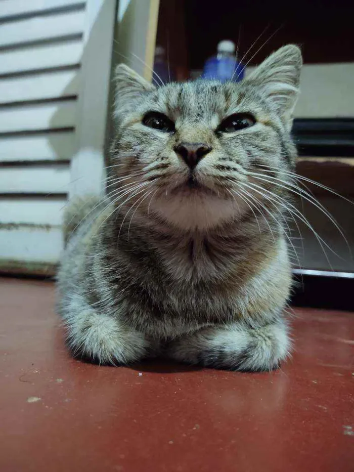 Gato ra a Sem raça idade 2 anos nome Tigrinha