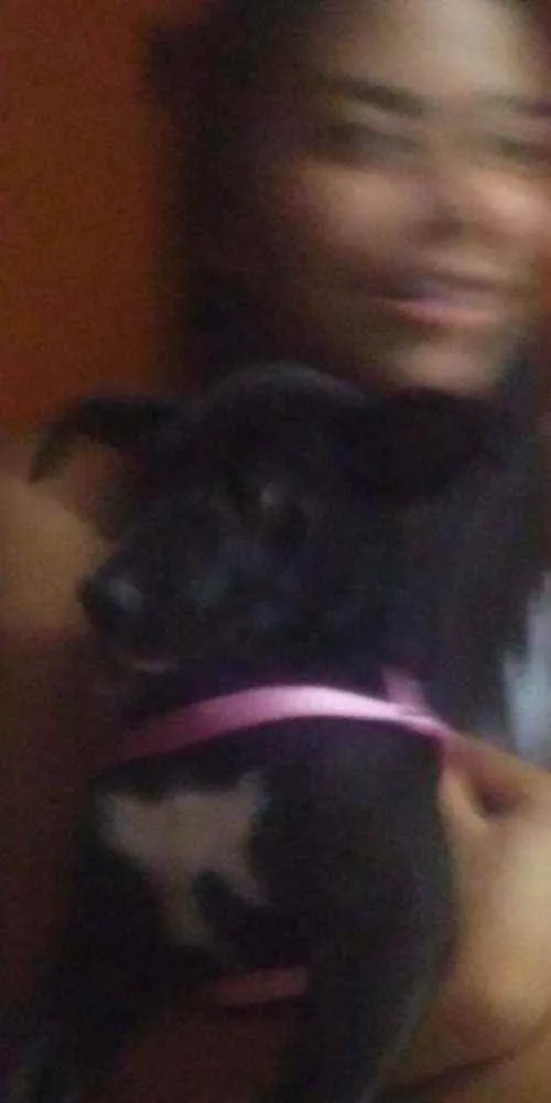 Cachorro ra a  idade 2 a 6 meses nome (indefinido)