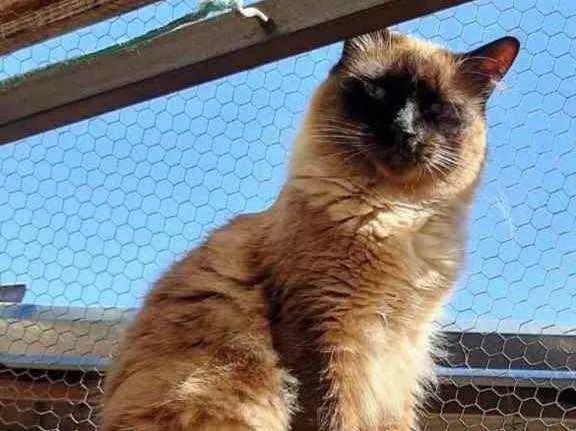 Gato ra a Siamesa  idade 1 ano nome Adoção urgente 