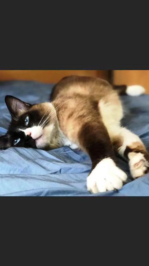 Gato ra a Sialata idade 1 ano nome Adoção urgente 