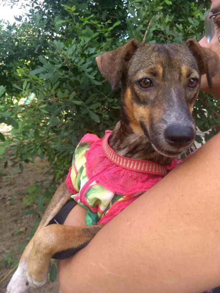 Cachorro ra a SEM RACA DEFINIDA idade 7 a 11 meses nome SEM NOME
