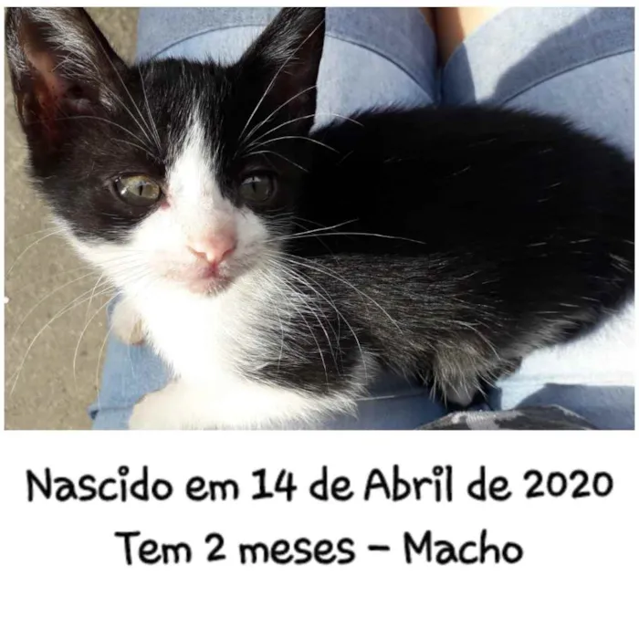 Gato ra a Brasileiro, raça não encontrad idade 2 a 6 meses nome Não tem nome