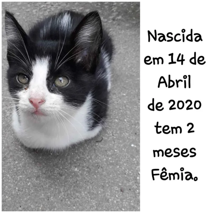 Gato ra a Brasileiro, raça não encontrad idade 2 a 6 meses nome Não tem nome