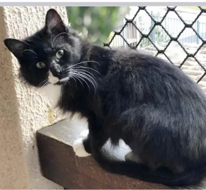 Gato ra a Frajola  idade 7 a 11 meses nome Adoção urgente 