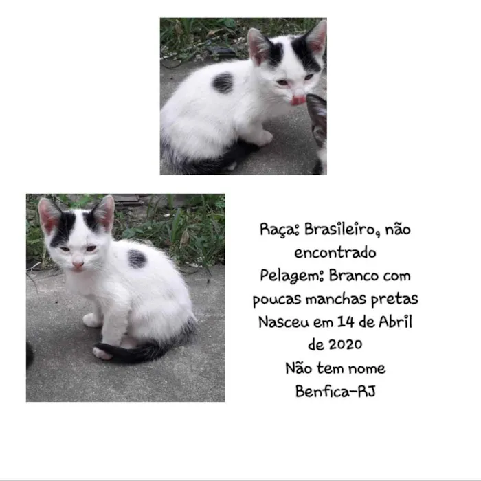 Gato ra a Brasileiro, raça não encontrad idade 2 a 6 meses nome Não tem nome